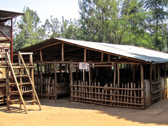 Dairy Cows Shed Plan