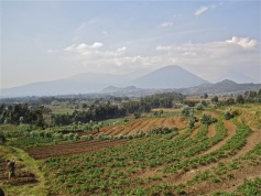 As we climbed through potato fields to the edge of the park, we could look back on the volcanoes where Dian Fossey did her research.