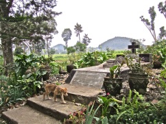Roz Carr's grave. "The Rose of Gisenyi" is written below the cross.
