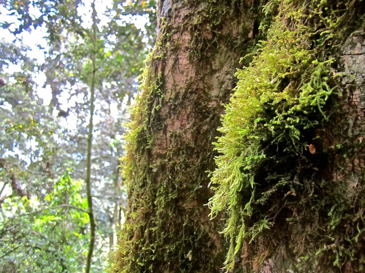 13b Moss on tree, Nyungwe Park, Rwanda:enclos*ure