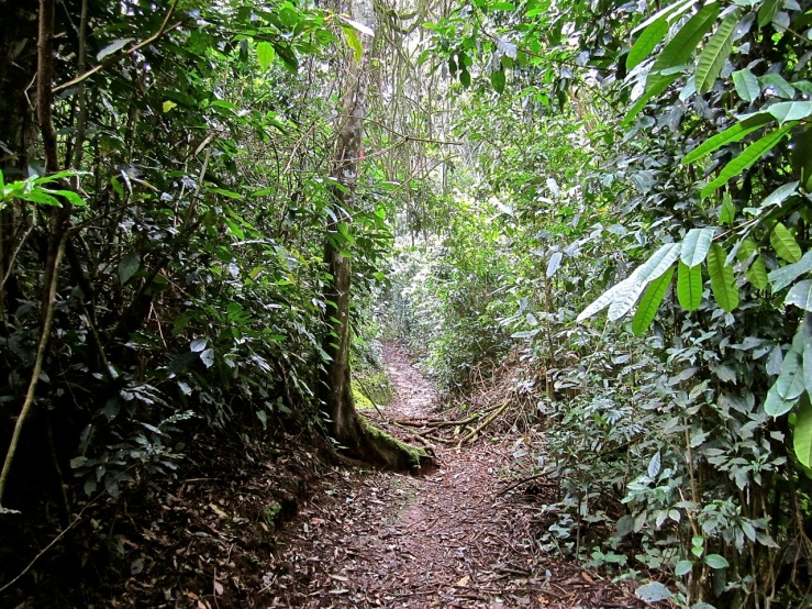 7c Igishigishigi Trail, Nyungwe Park, Rwanda:enclos*ure