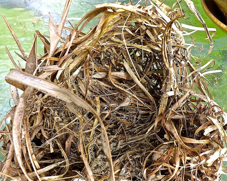 Weaver birds' nest in Rwanda/enclos*ure