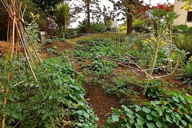 Our garden in the dry season/enclos*ure