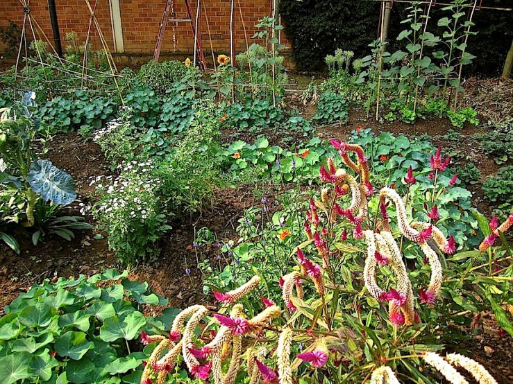 The garden with celosia, feverfew, supports for tomatoes and beans, with lettuce gone to seed in the back.