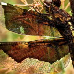 Wordless Wednesday/enclos*ure: dragonfly in our garden