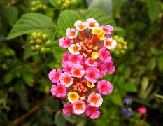 Pink-yellow Lantana camera. It's so invasive in Rwanda, but so useful in my garden. I cut the seeds off frequently.