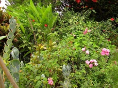 The tall plants with big leaves at the top left are Heliconia rostrata.