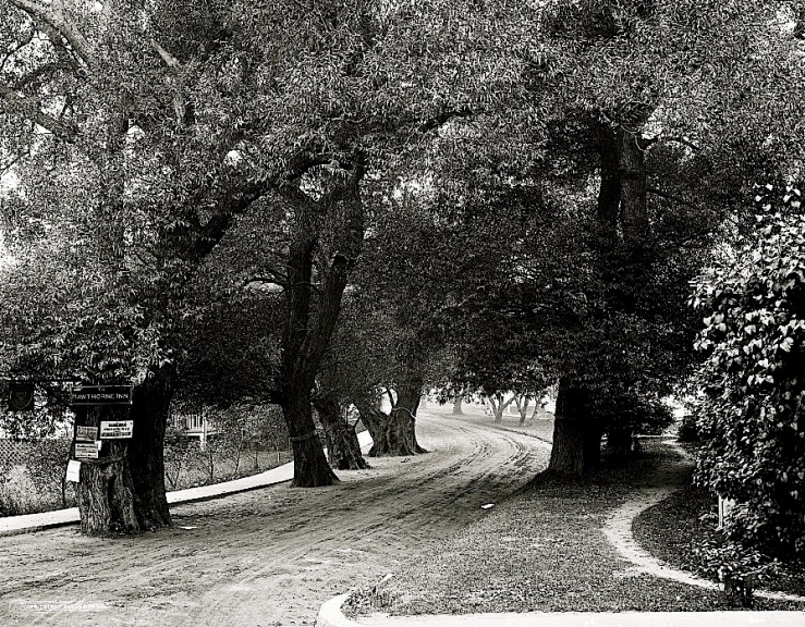 Vintage landscape/enclos*ure: Hawthorne Lane, Mass., early 20th c., via Library of Congress