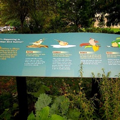An oasis for urban birds.
