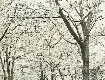 Cherry blossom viewing in Japan, ca. 1903, National Museum of Denmark