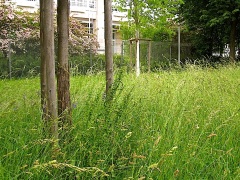 Urban meadow, Stuttgart suburbs, by enclos*ure