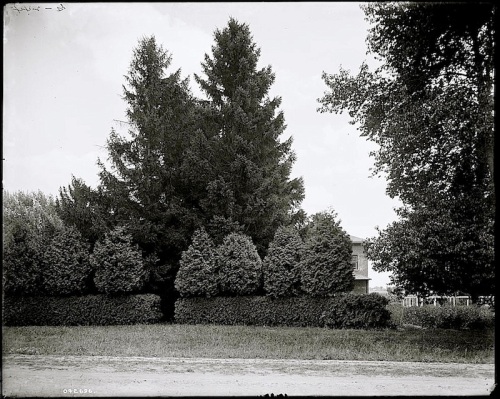 3 The Firs, ca. 1900, Library of Congress