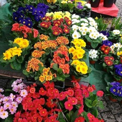 Potted primroses in almost every color are a feature of the markets and florists right now.