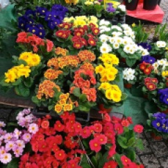 Potted primroses in almost every color are a feature of the markets and florists right now.